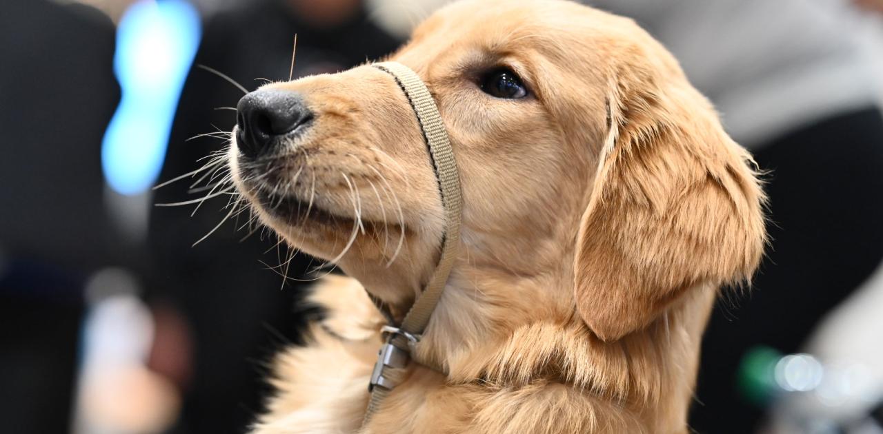 OPENLANE Auction at NADA Show Raises $88,335 for Canine Companions 