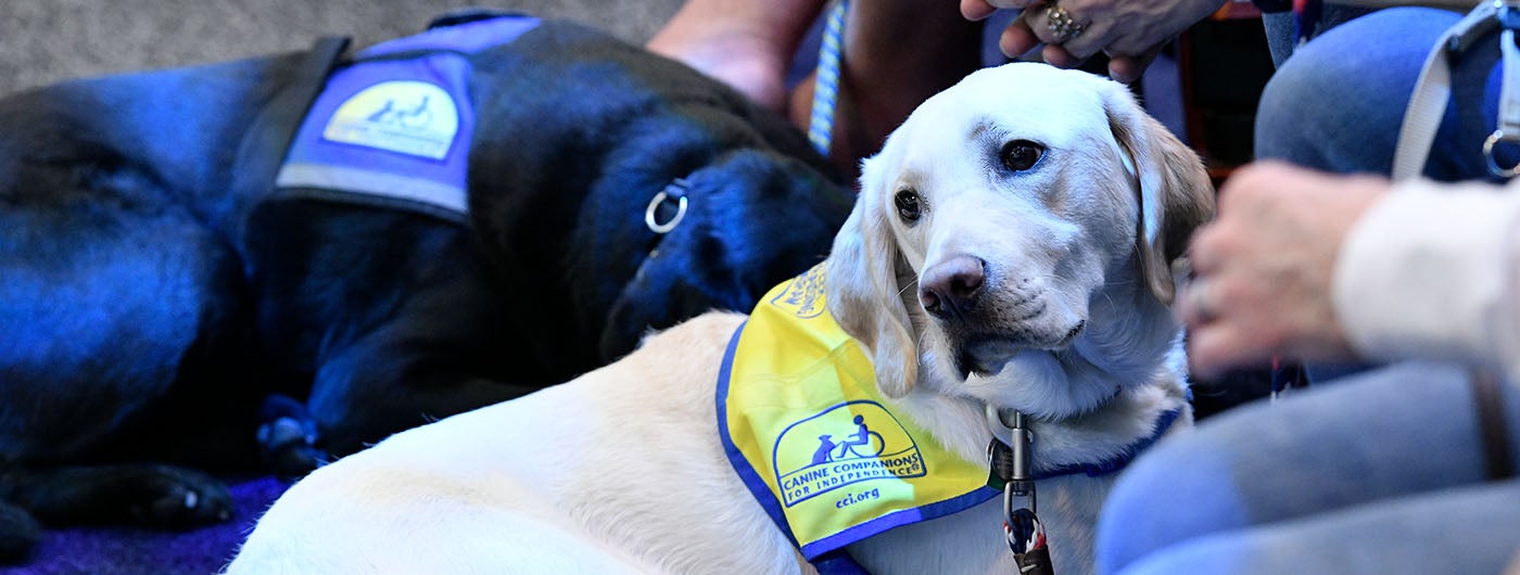 Photo of a service dog